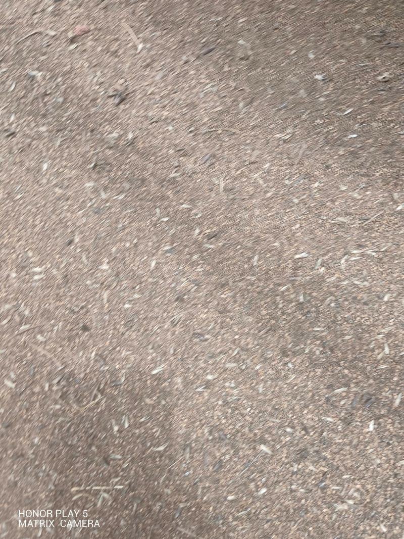 枫香种子