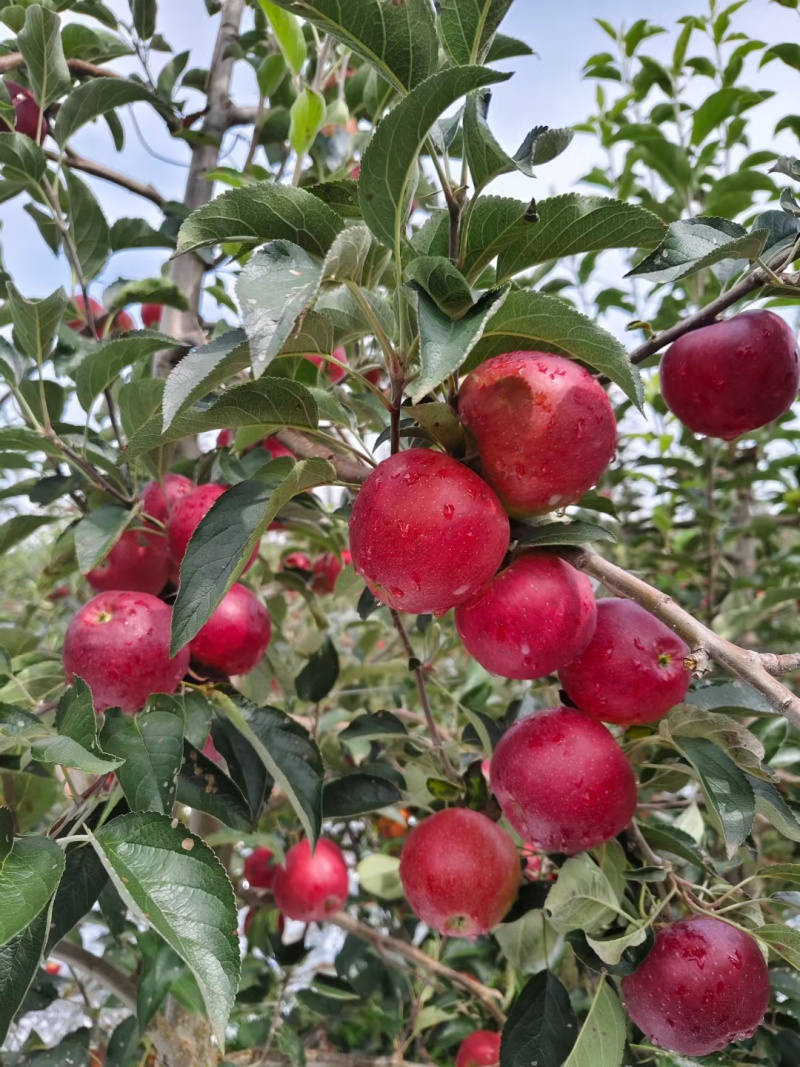 全国*早熟苹果云南陆良产区。红露，华硕，鲁丽，嘎啦，瑞雪