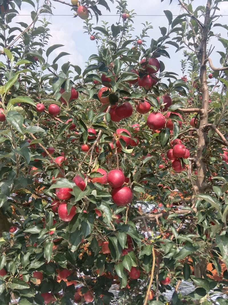 全国*早熟苹果云南陆良产区。红露，华硕，鲁丽，嘎啦，瑞雪