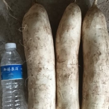 加工厂白萝卜通过