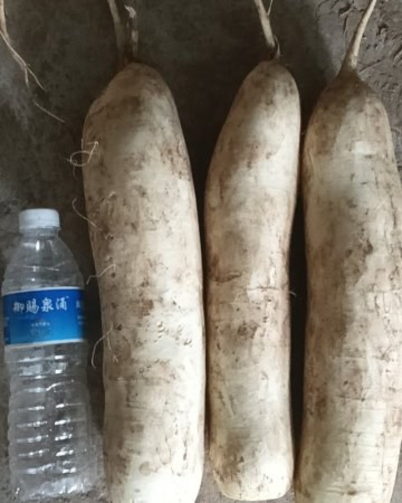 加工厂白萝卜通过