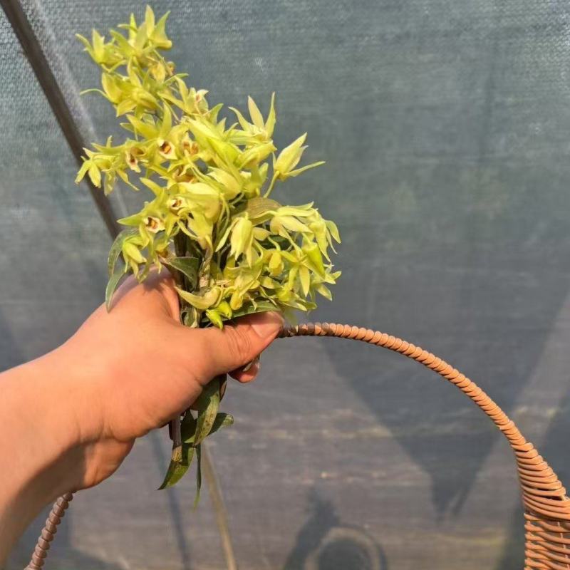 铁皮石斛花云南干货1斤起包邮量大优惠