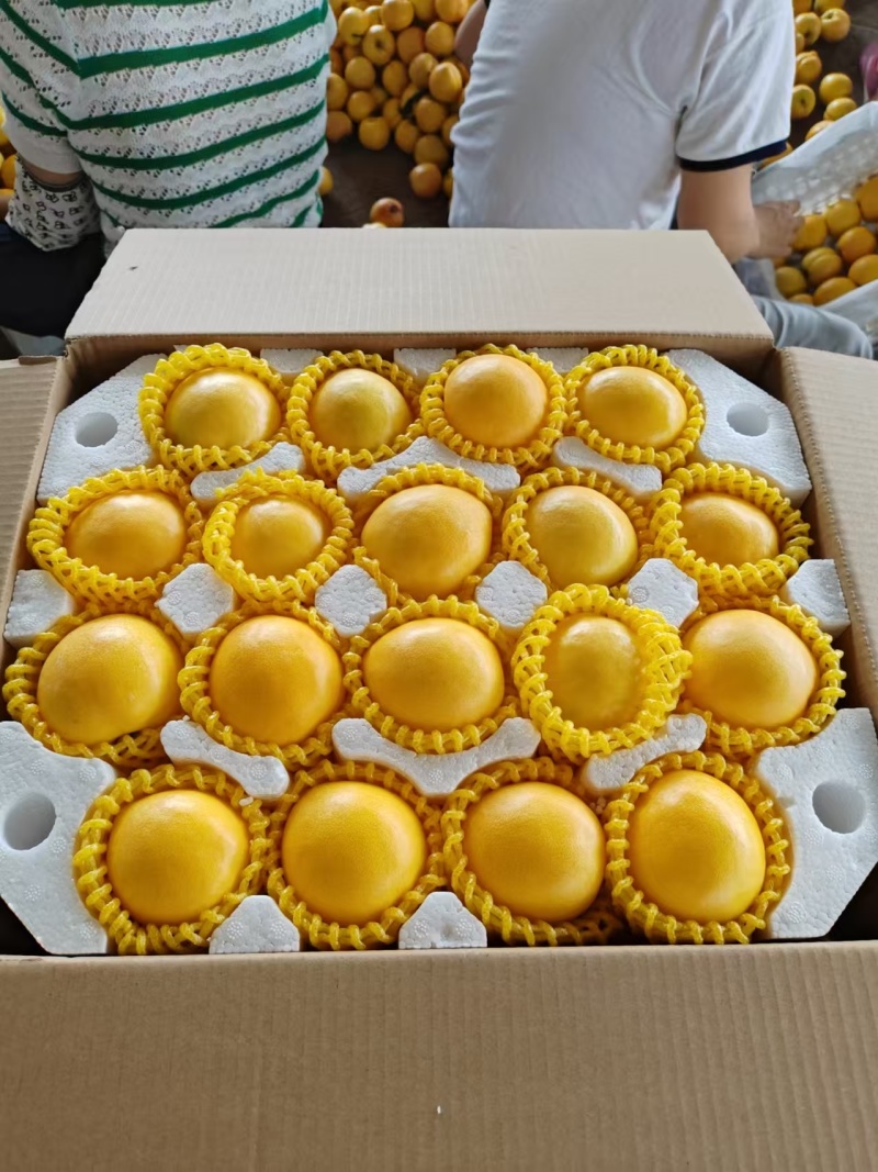 蒙阴黄油桃
