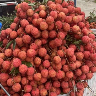 桂味荔枝