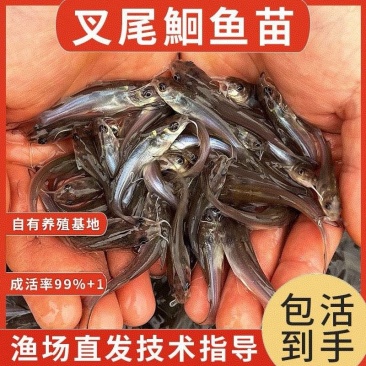 江团鱼苗&鮰鱼苗，渔场直发，淡水养殖，包成活率，送货上门