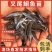 江团鱼苗&鮰鱼苗，渔场直发，淡水养殖，包成活率，送货上门