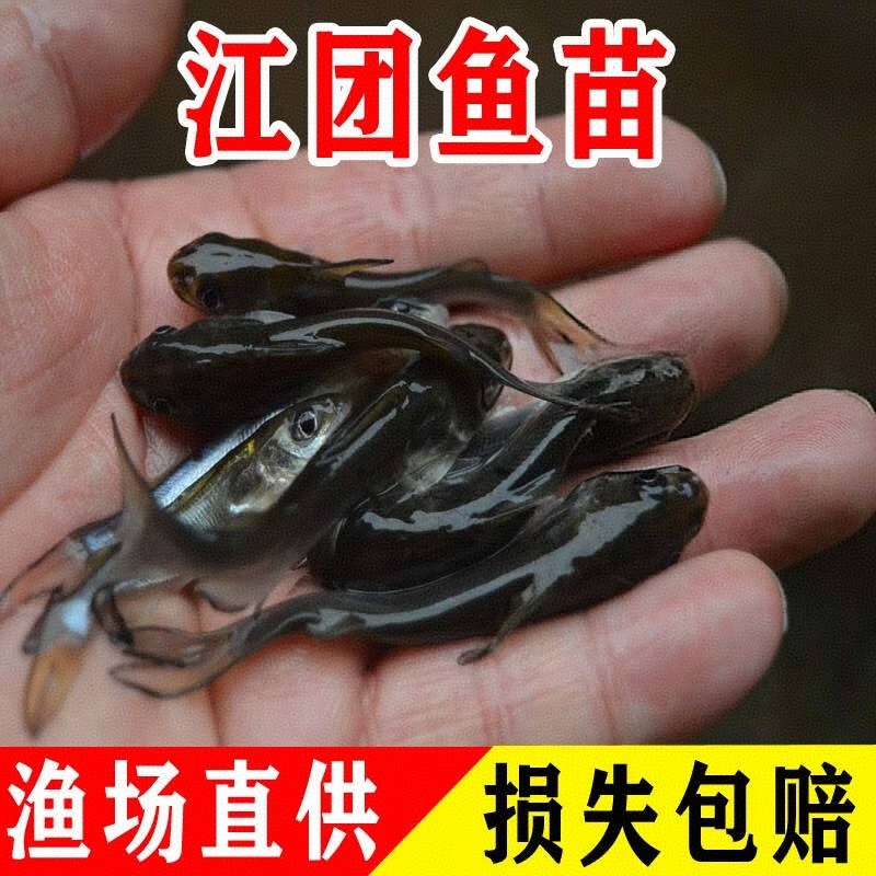 江团鱼苗&鮰鱼苗，渔场直发，淡水养殖，包成活率，送货上门