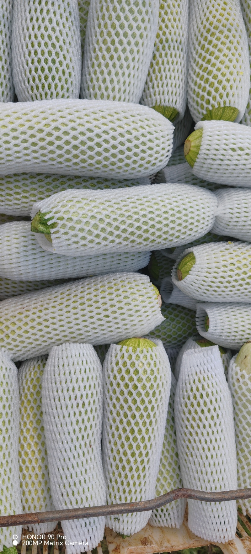 小瓜西葫芦