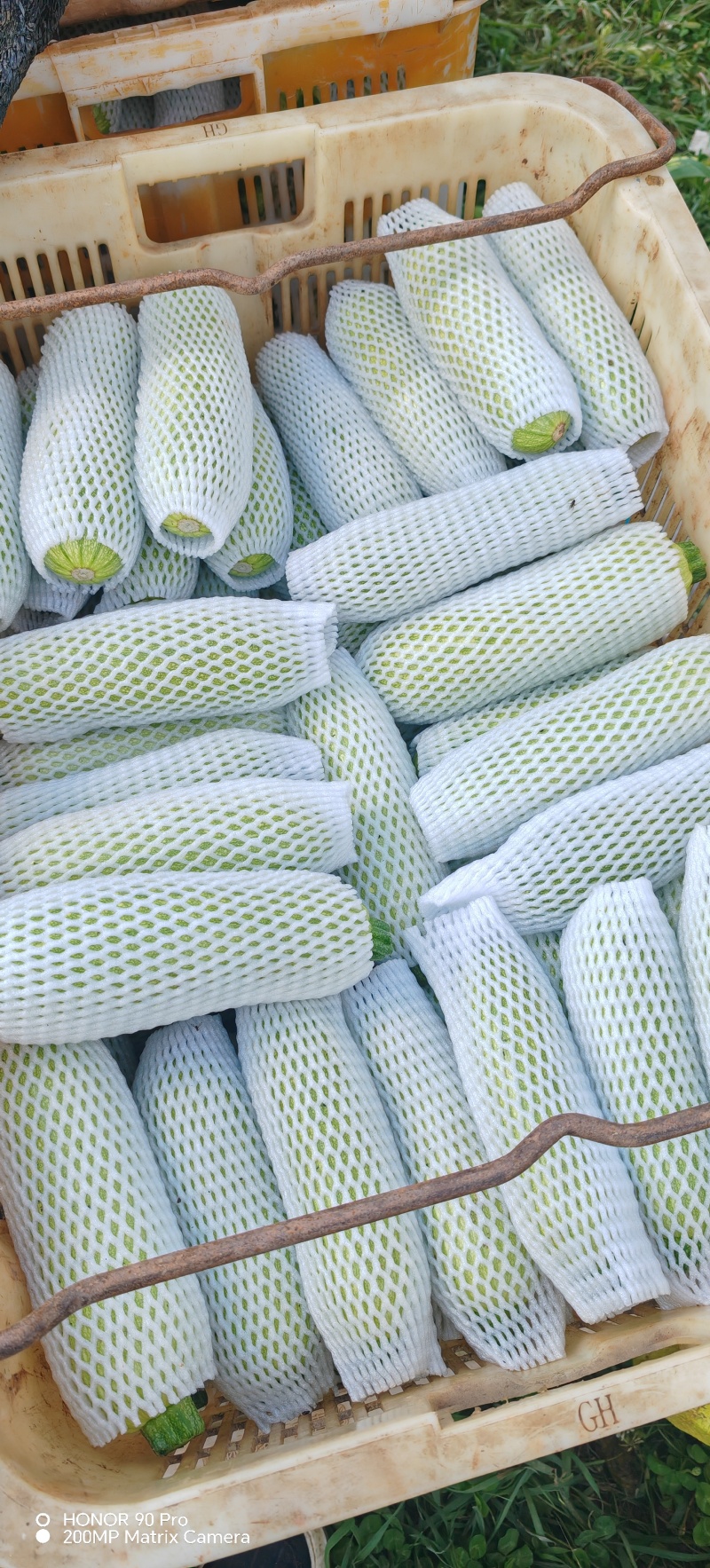 小瓜西葫芦