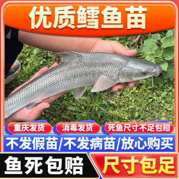 鱈鱼苗，渔场直发，淡水养殖，包成活率，送货上门，免费技术
