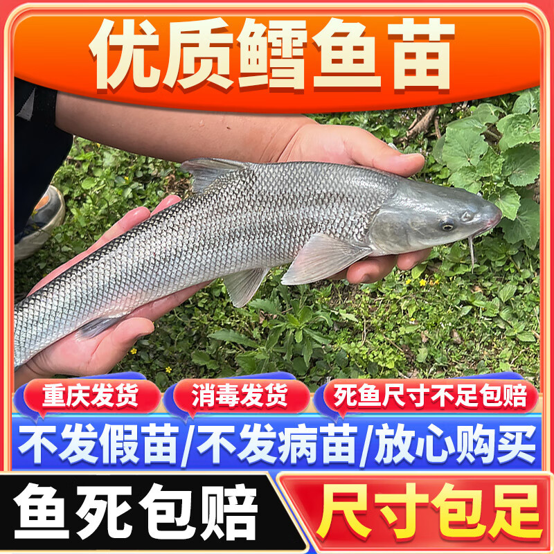 鱈鱼苗，渔场直发，淡水养殖，包成活率，送货上门，免费技术