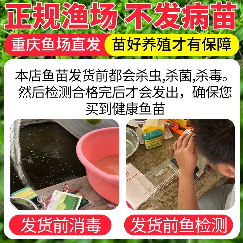 鱈鱼苗，渔场直发，淡水养殖，包成活率，送货上门，免费技术