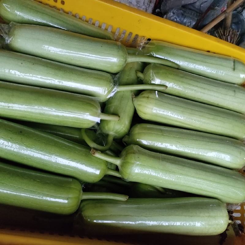 白玉丝瓜
