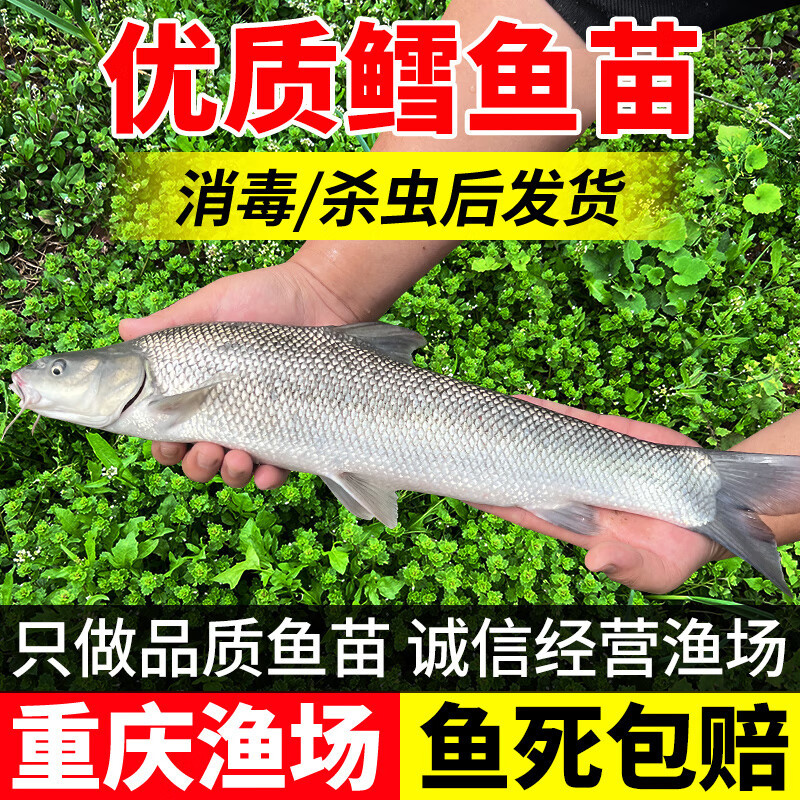 鱈鱼苗，渔场直发，淡水养殖，包成活率，送货上门，免费技术