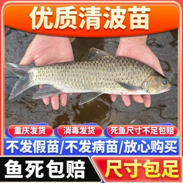 清波鱼苗重庆渔场直发包成活高免费提供技术送货上门