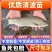 清波鱼苗重庆渔场直发包成活高免费提供技术送货上门