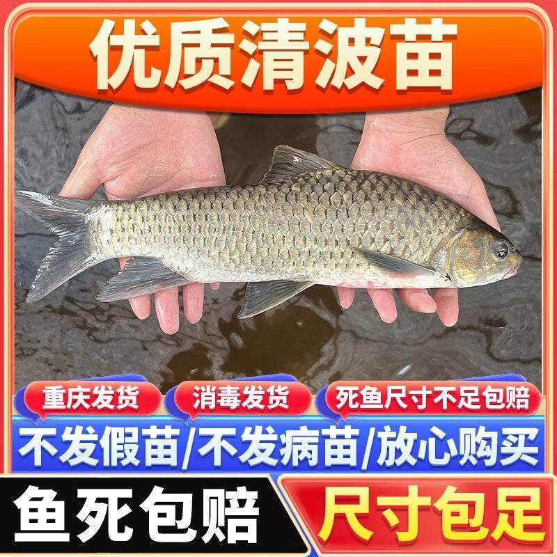 清波鱼苗重庆渔场直发包成活高免费提供技术送货上门