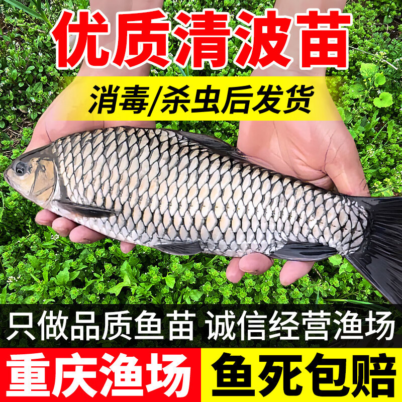 清波鱼苗重庆渔场直发包成活高免费提供技术送货上门
