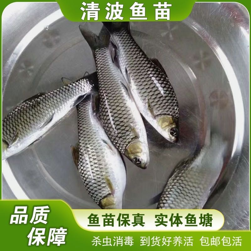 清波鱼苗重庆渔场直发包成活高免费提供技术送货上门