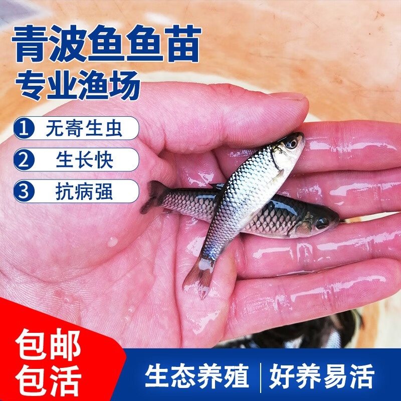 清波鱼苗重庆渔场直发包成活高免费提供技术送货上门