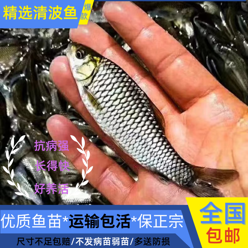 清波鱼苗重庆渔场直发包成活高免费提供技术送货上门