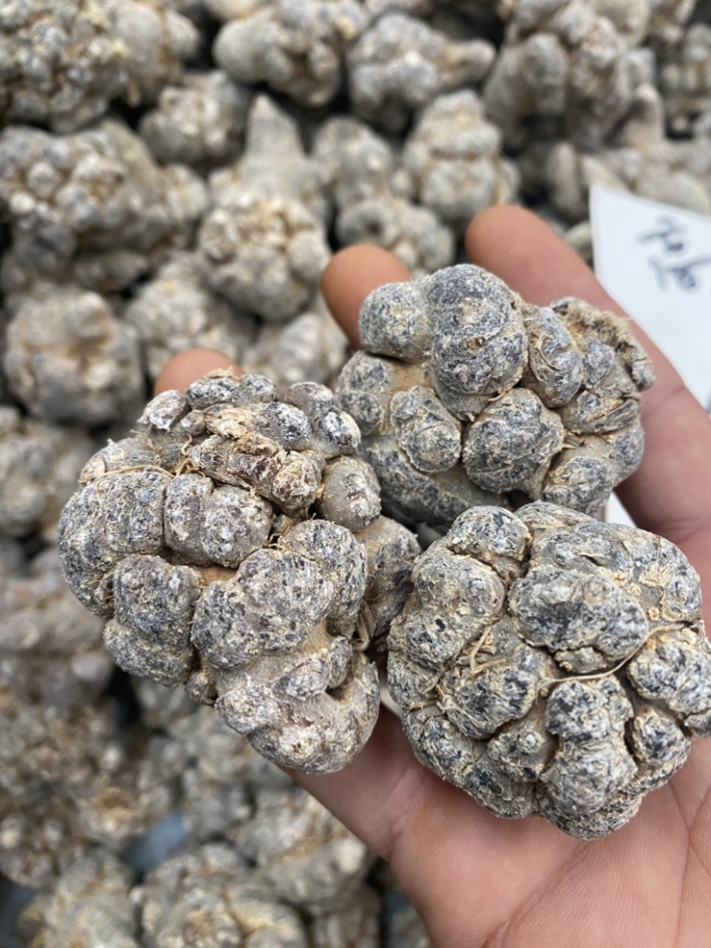 云南文山三七20头30头40头大量批发各种规格产地价格