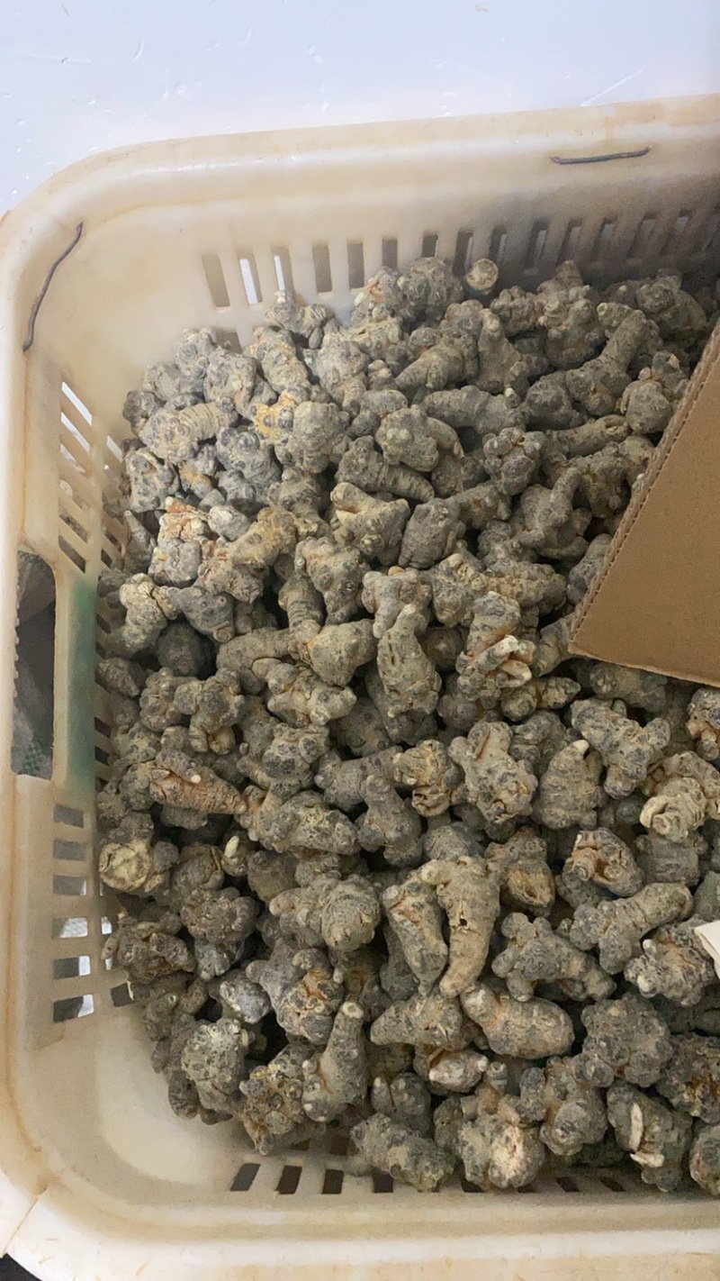 云南文山三七20头30头40头大量批发各种规格产地价格