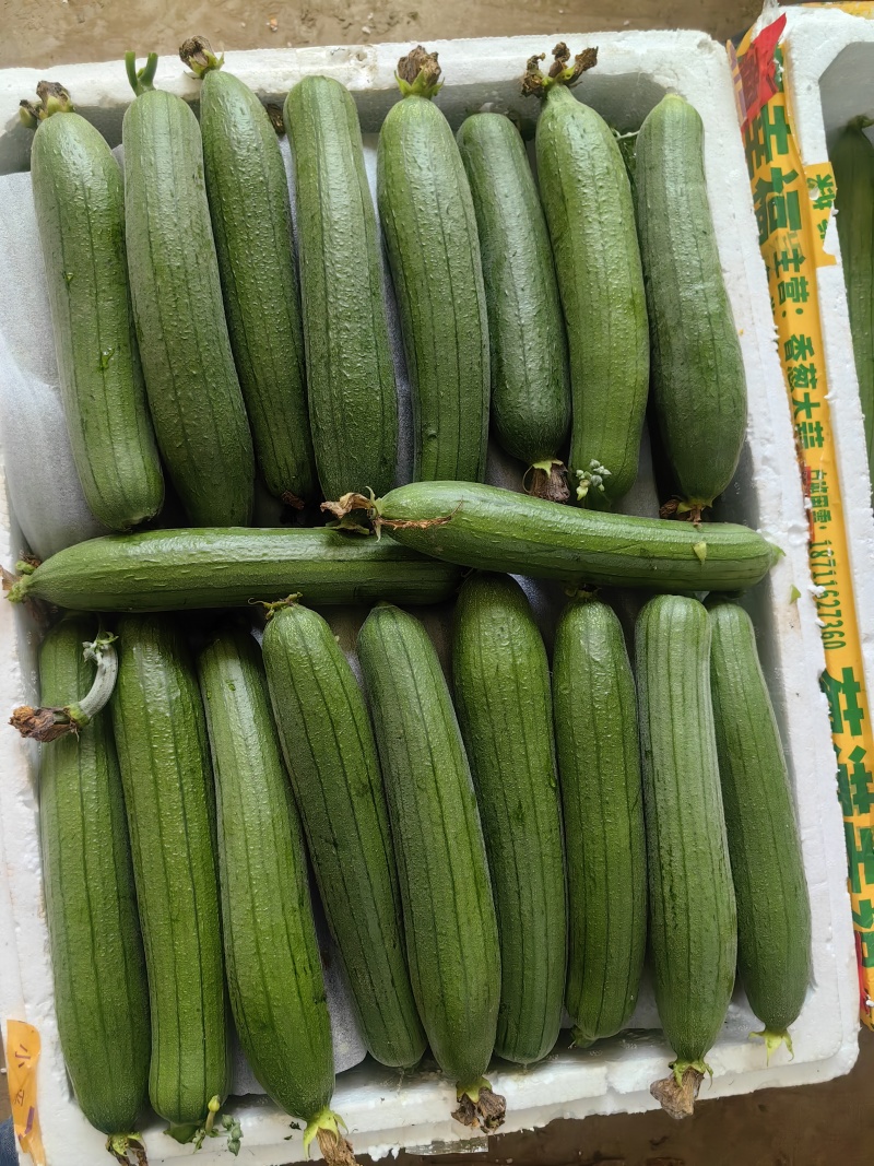 油皮丝瓜产地一手货源支持视频看货保质保量欢迎订购