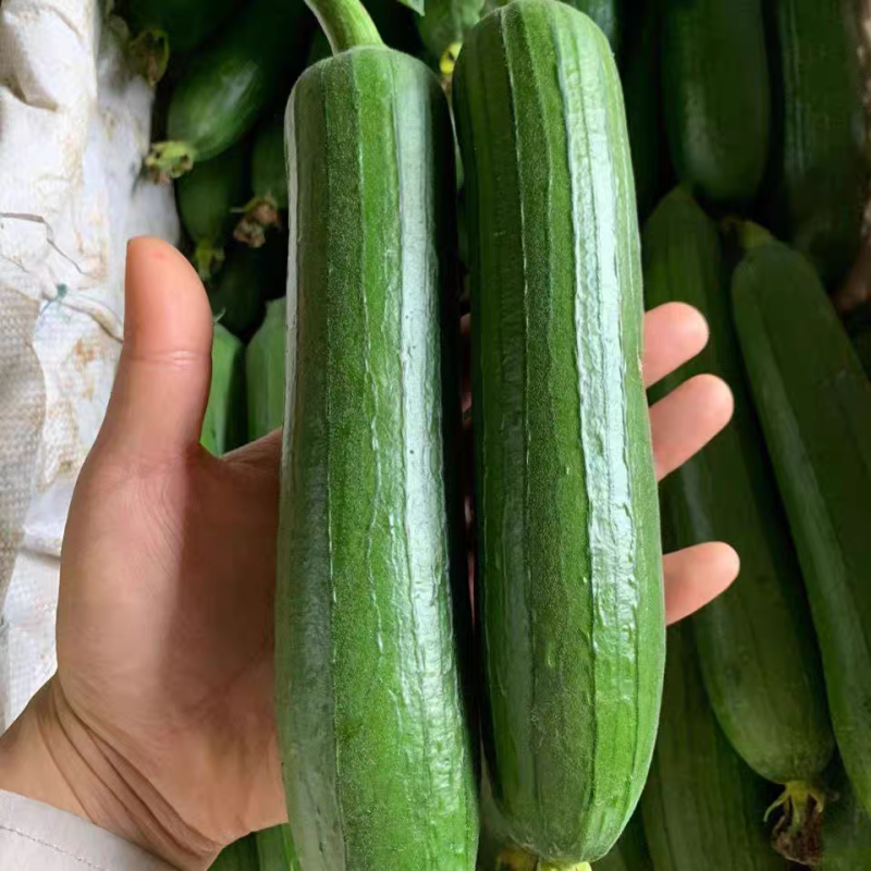 油皮丝瓜产地一手货源支持视频看货保质保量欢迎订购