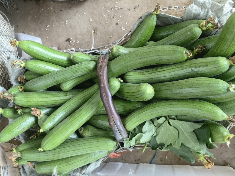 油皮丝瓜产地一手货源支持视频看货保质保量欢迎订购