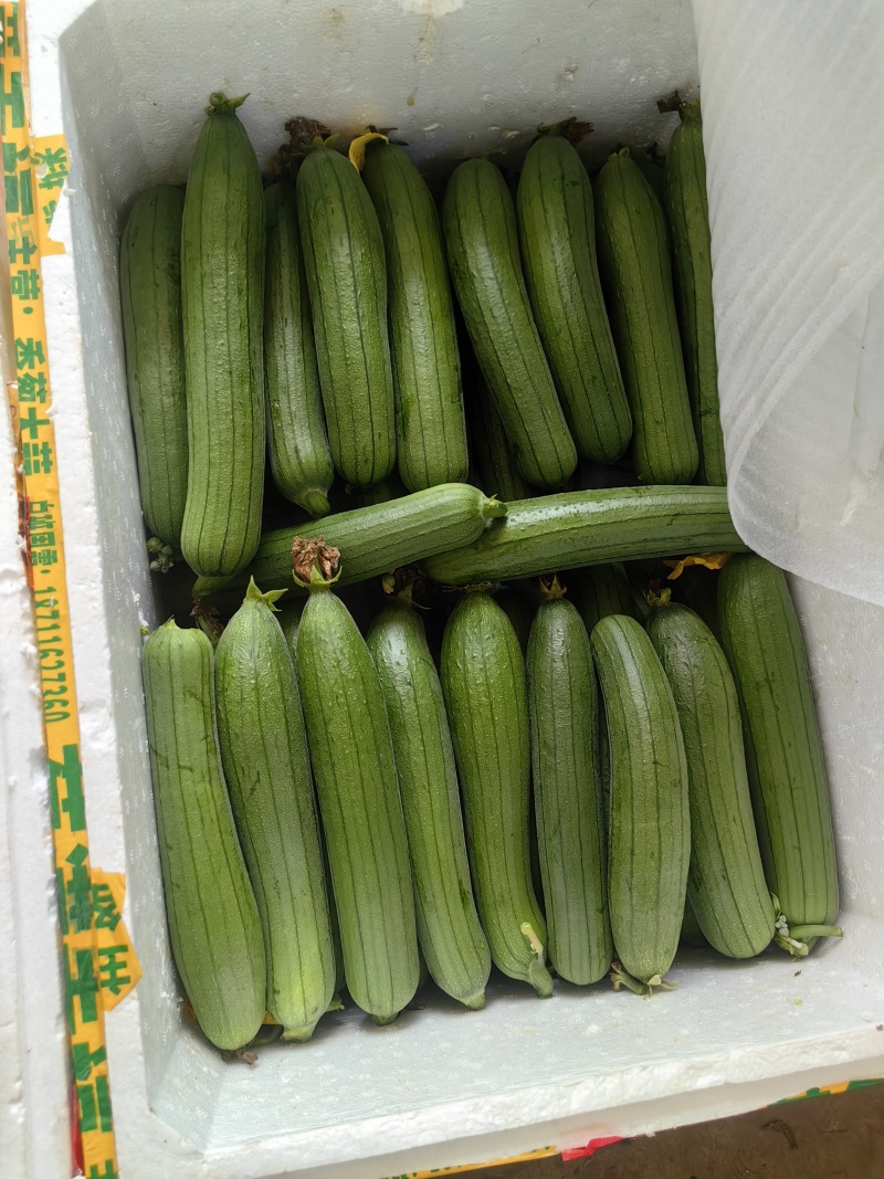 油皮丝瓜产地一手货源支持视频看货保质保量欢迎订购