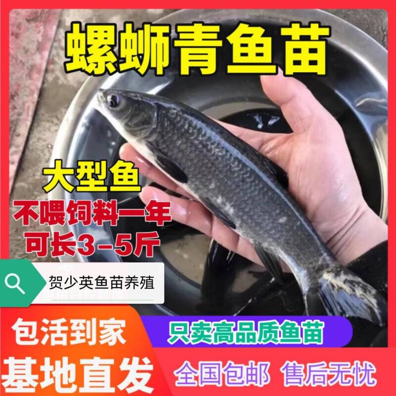 青鱼苗重庆渔场直发无中间商活体鱼苗包成活养殖技术