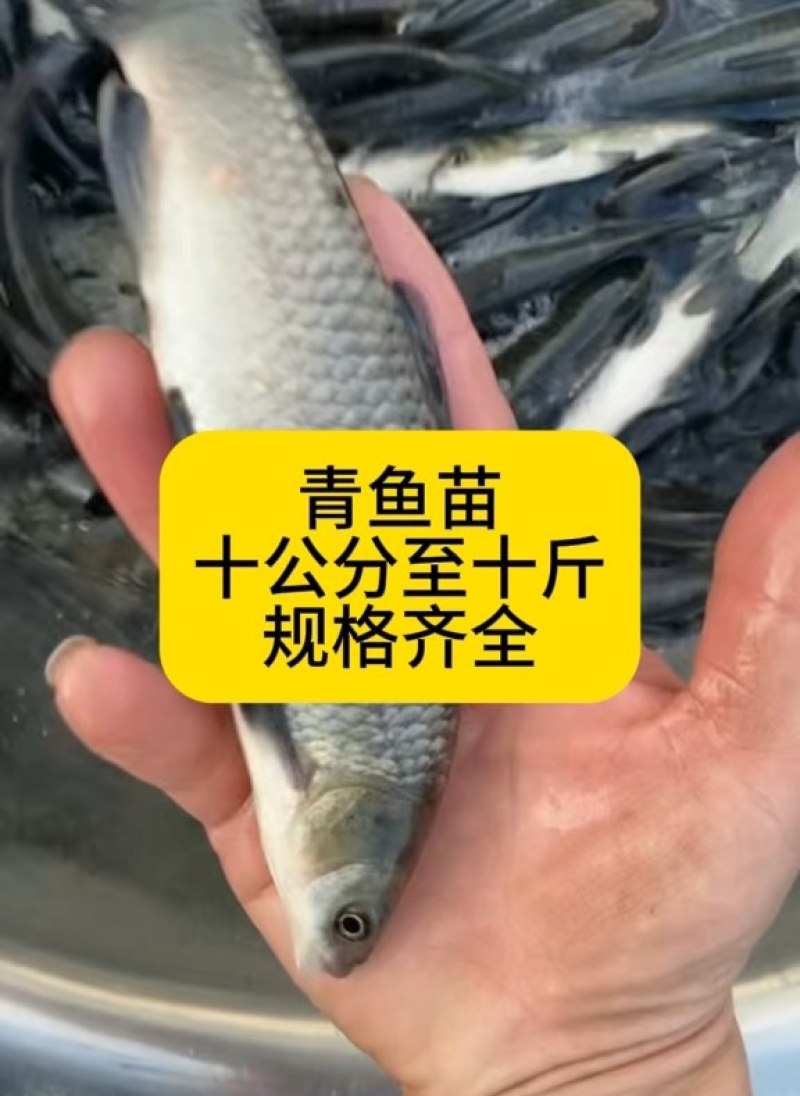 青鱼苗重庆渔场直发无中间商活体鱼苗包成活养殖技术