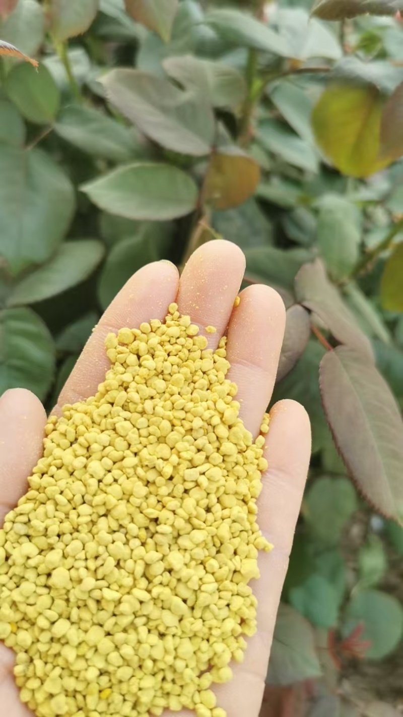 油菜花粉天然新鲜蜂花粉大颗粒精品纯粉