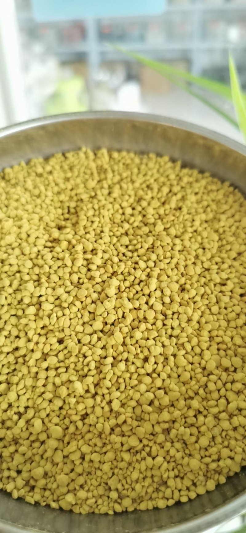 油菜花粉天然新鲜蜂花粉大颗粒精品纯粉