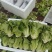 生菜意大利生菜产地直销量大质优价格优惠
