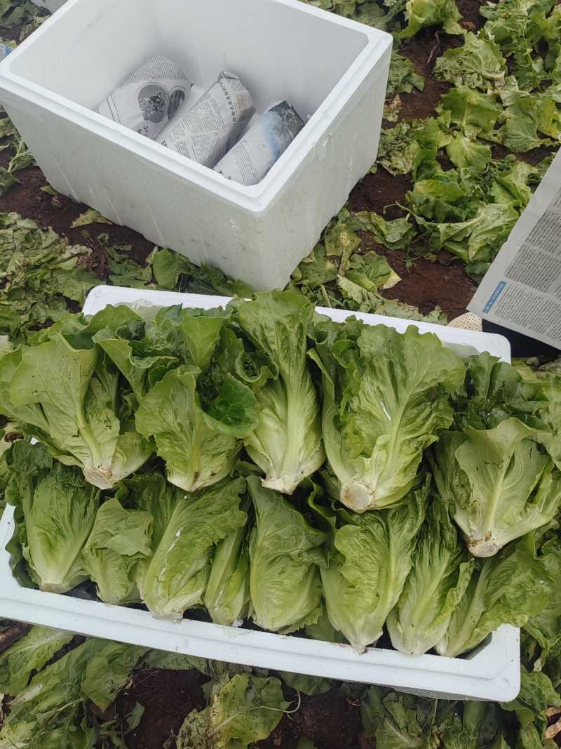 生菜意大利生菜产地直销量大质优价格优惠