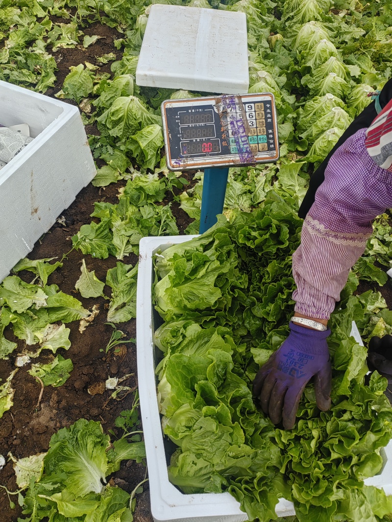 生菜意大利生菜产地直销量大质优价格优惠