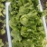 生菜意大利生菜产地直销量大质优价格优惠