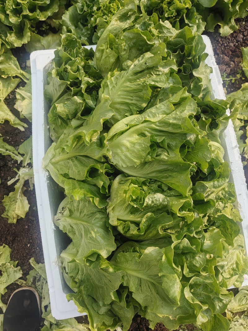 生菜意大利生菜产地直销量大质优价格优惠
