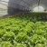 生菜意大利生菜产地直销量大质优价格优惠