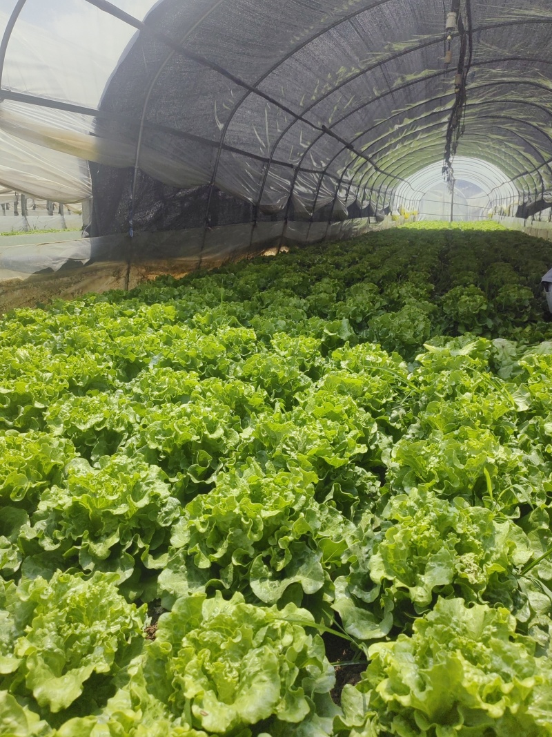 生菜意大利生菜产地直销量大质优价格优惠