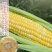 黄白玉米产地一手货源支持视频看货保质保量欢迎订购