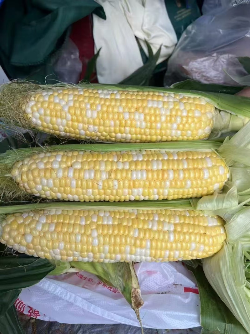 黄白玉米产地一手货源支持视频看货保质保量欢迎订购
