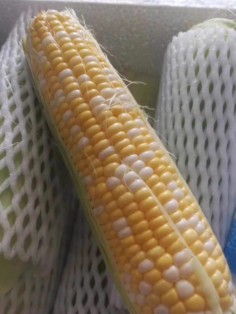 黄白玉米产地一手货源支持视频看货保质保量欢迎订购