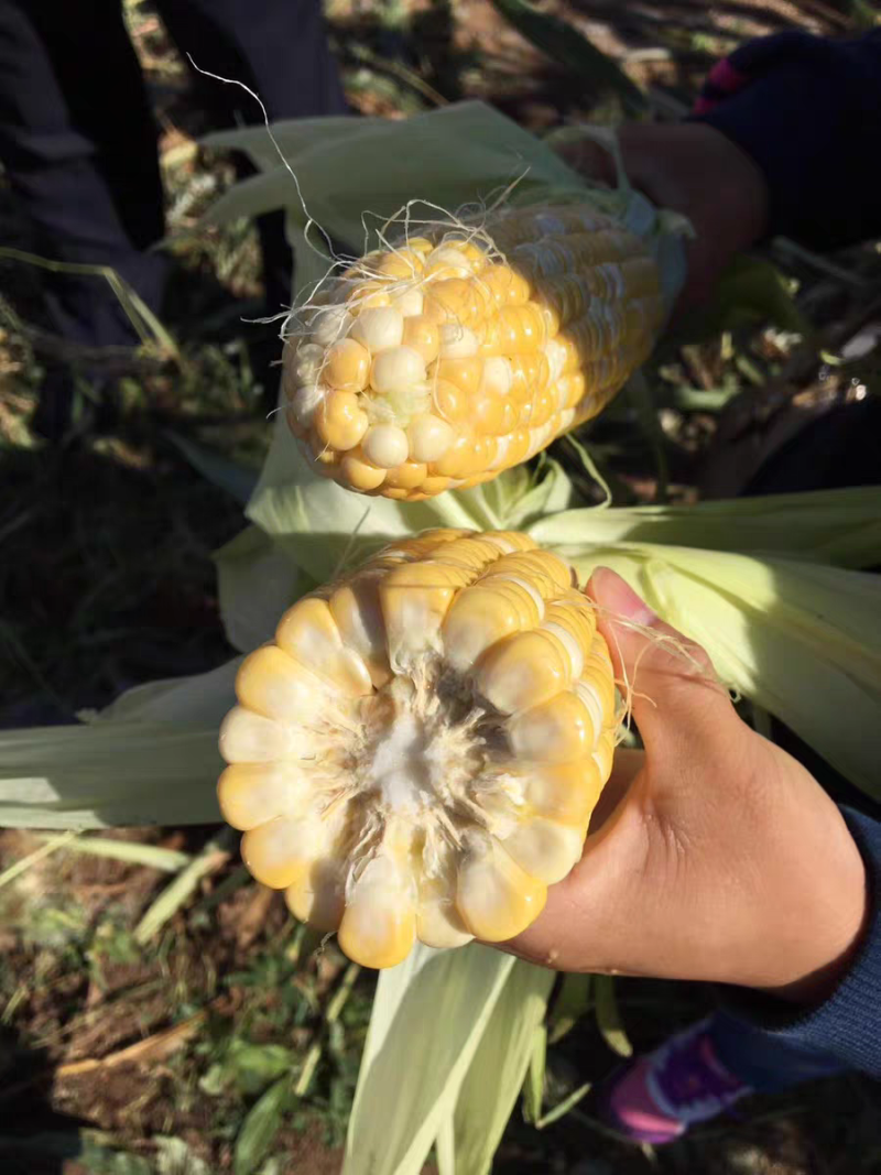 黄白玉米产地一手货源支持视频看货保质保量欢迎订购