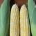 黄白玉米产地一手货源支持视频看货保质保量欢迎订购