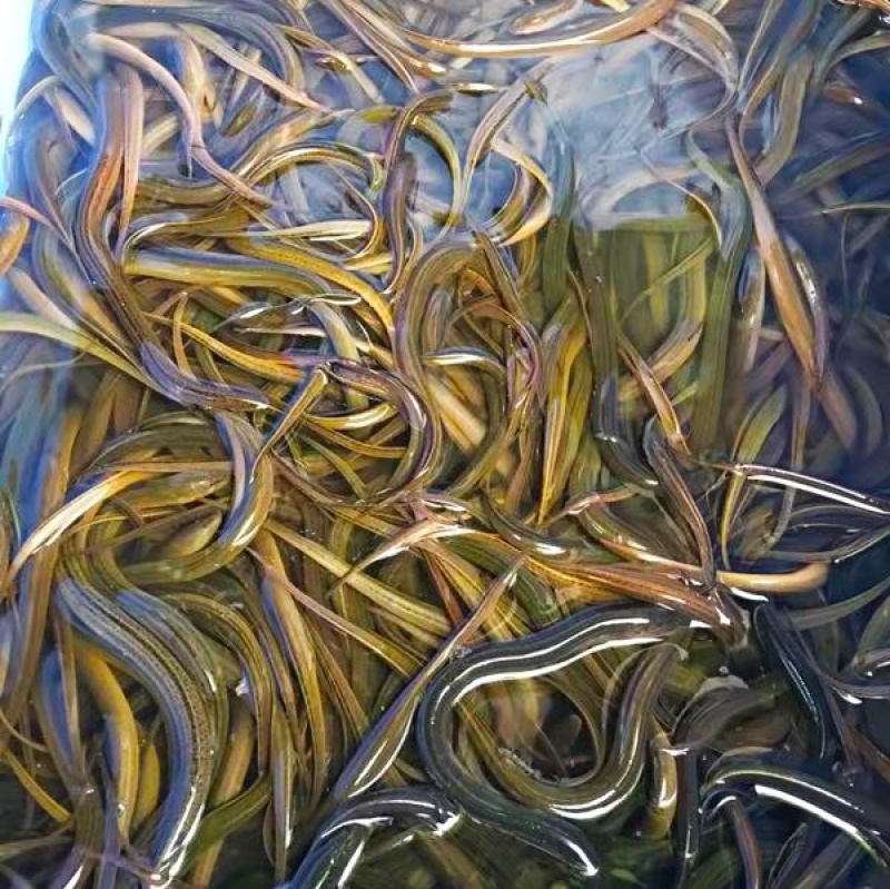 黄鳝苗长期大量出售量大从优专业养殖技术渔场直发