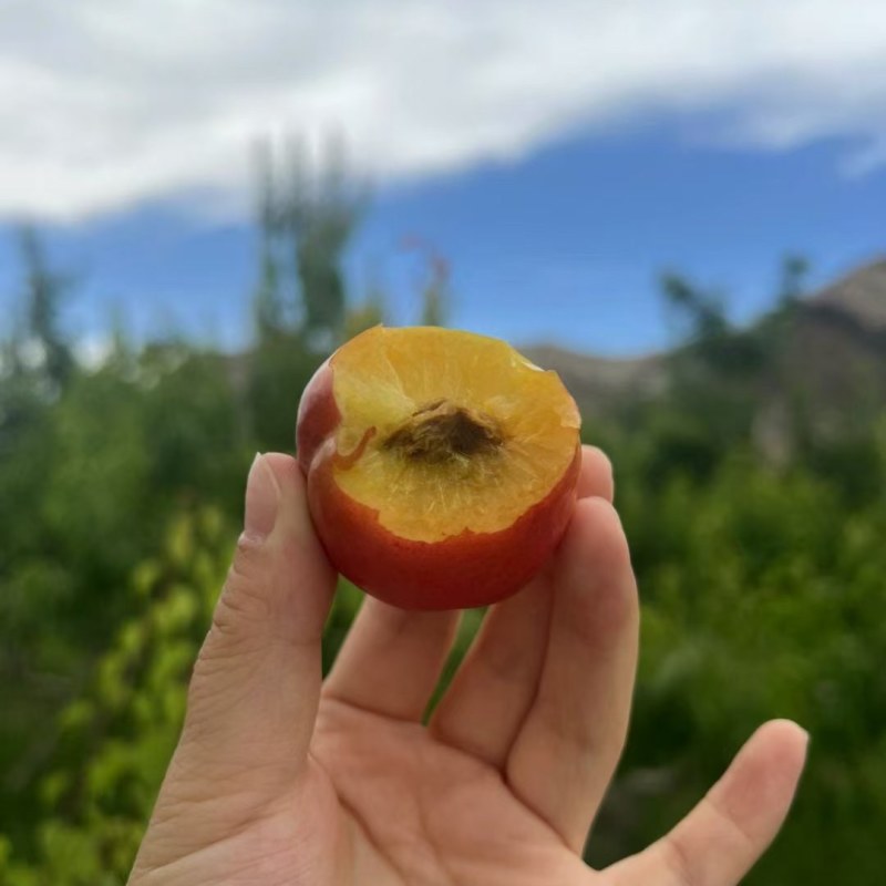 芒果杏新疆阿克苏产地直发