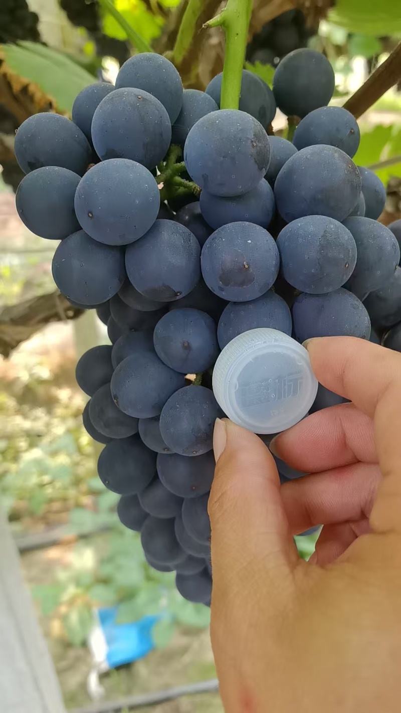 蓝莓夏黑葡萄大量供货中，全国可发，价格随行就市